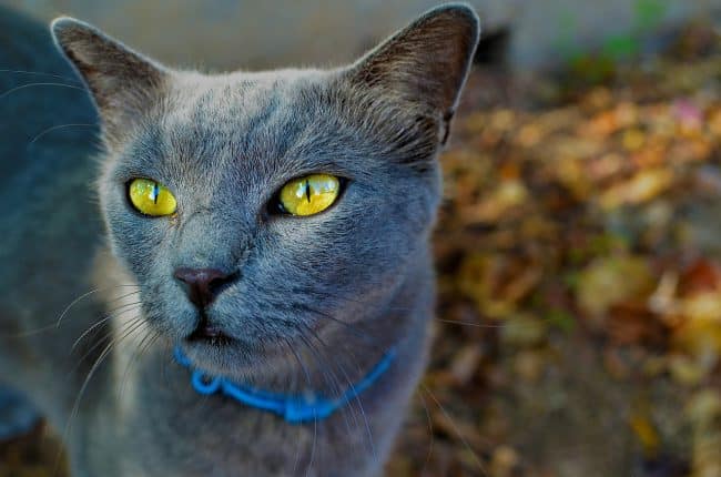 Comment Communiquer Avec Son Chat Par La Telepathie