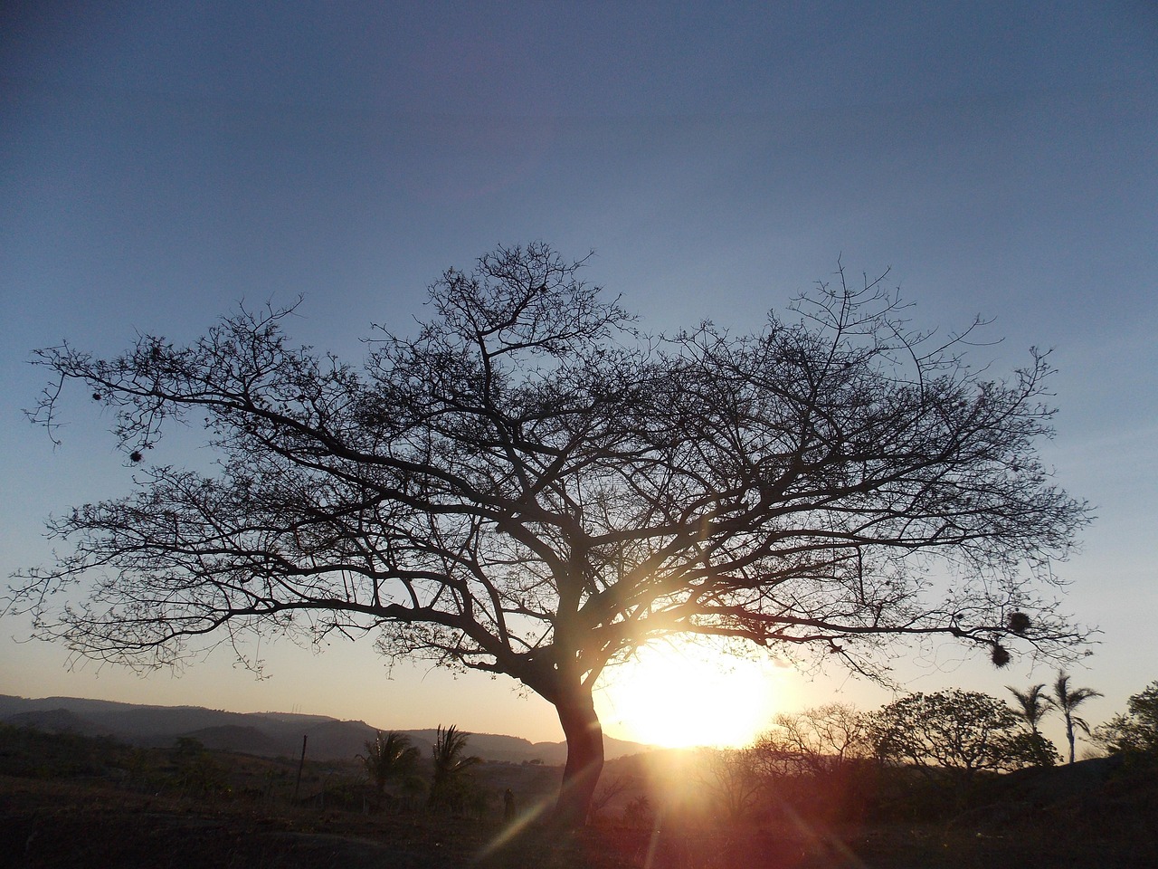 arbre de vie